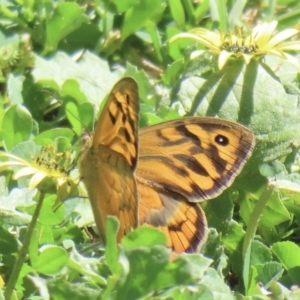 Heteronympha merope at Jugiong, NSW - 18 Oct 2023