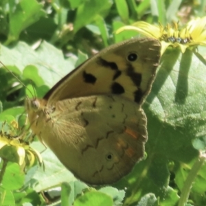 Heteronympha merope at Jugiong, NSW - 18 Oct 2023