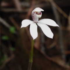 Caladenia alpina (Mountain Caps) at Cotter River, ACT - 3 Nov 2023 by JohnBundock