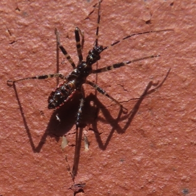 Gminatus australis (Orange assassin bug) at Narrabundah, ACT - 10 Oct 2023 by RobParnell