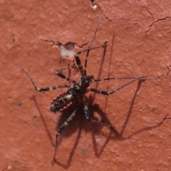 Gminatus australis at Narrabundah, ACT - 10 Oct 2023