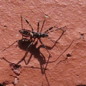 Gminatus australis at Narrabundah, ACT - 10 Oct 2023 11:32 AM