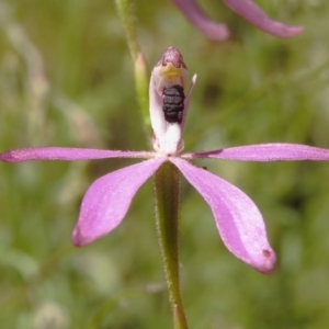 Caladenia congesta at Cotter River, ACT - 3 Nov 2023