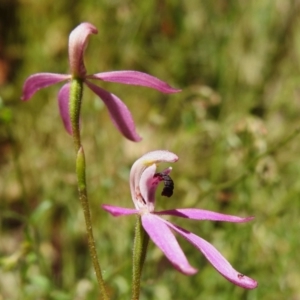 Caladenia congesta at Cotter River, ACT - 3 Nov 2023