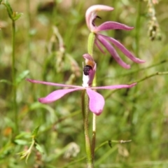 Caladenia congesta at Cotter River, ACT - 3 Nov 2023