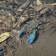 Unverified Freshwater Crayfish at Newnes Plateau, NSW - 31 Oct 2023 by EmmBee