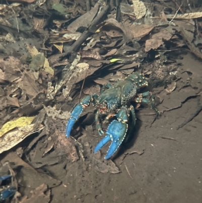 Unverified Freshwater Crayfish at Newnes Plateau, NSW - 31 Oct 2023 by EmmBee