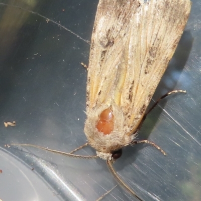 Agrotis munda (Brown Cutworm) at Narrabundah, ACT - 8 Oct 2023 by RobParnell