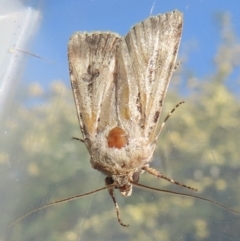 Agrotis munda at Narrabundah, ACT - 8 Oct 2023 05:20 PM