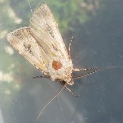 Agrotis munda at Narrabundah, ACT - 8 Oct 2023 05:20 PM