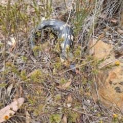 Tiliqua nigrolutea (Blotched Blue-tongue) at Bungendore, NSW - 5 Nov 2023 by clarehoneydove