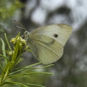 Pieris rapae at Captains Flat, NSW - 5 Nov 2023 12:31 PM