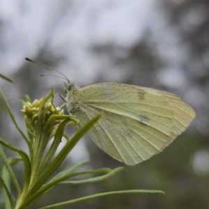 Pieris rapae at Captains Flat, NSW - 5 Nov 2023 12:31 PM