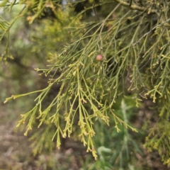 Exocarpos cupressiformis (Cherry Ballart) at Captains Flat, NSW - 5 Nov 2023 by Csteele4