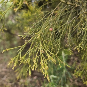 Exocarpos cupressiformis at Captains Flat, NSW - 5 Nov 2023 12:27 PM