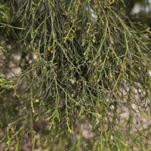 Exocarpos cupressiformis at Captains Flat, NSW - 5 Nov 2023 12:27 PM