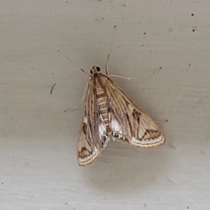 Strepsinoma foveata at Coree, ACT - 5 Nov 2023 09:03 AM