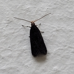 Lecithocera (genus) (A Gelechioid moth) at Coree, ACT - 4 Nov 2023 by trevorpreston