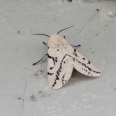 Ardices canescens (Dark-spotted Tiger Moth) at Cotter Reserve - 4 Nov 2023 by trevorpreston