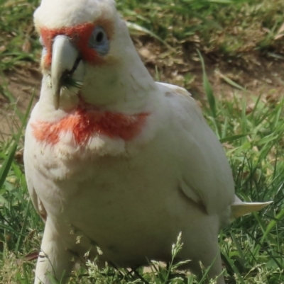 Cacatua tenuirostris (Long-billed Corella) at Narrabundah, ACT - 2 Oct 2023 by RobParnell