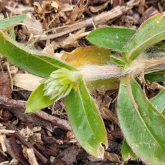 Gomphrena celosioides (Gomphrena Weed) at Cotter Reserve - 4 Nov 2023 by trevorpreston