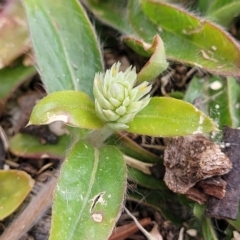 Gomphrena celosioides at Coree, ACT - 5 Nov 2023 07:30 AM