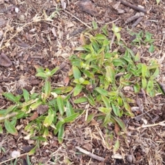 Gomphrena celosioides at Coree, ACT - 5 Nov 2023