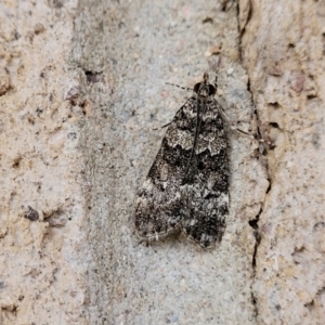 Eudonia protorthra at Cotter Reserve - 5 Nov 2023 07:21 AM