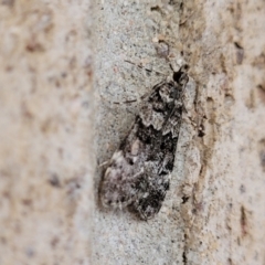 Eudonia protorthra at Cotter Reserve - 5 Nov 2023 07:21 AM