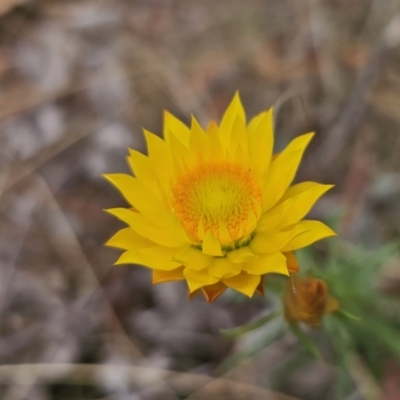 Xerochrysum viscosum (Sticky Everlasting) at Captains Flat, NSW - 5 Nov 2023 by Csteele4