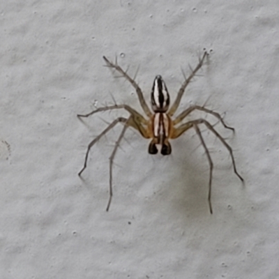 Oxyopes (genus) (Lynx spider) at Cotter Reserve - 5 Nov 2023 by trevorpreston