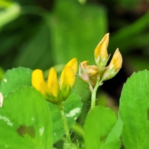 Medicago arabica at Coree, ACT - 4 Nov 2023 04:27 PM