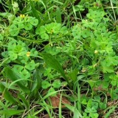 Medicago arabica at Coree, ACT - 4 Nov 2023