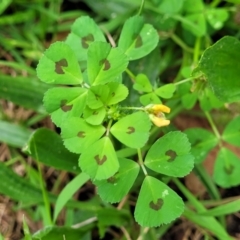 Medicago arabica at Coree, ACT - 4 Nov 2023