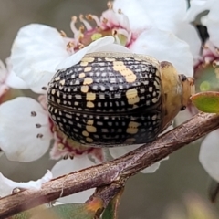 Paropsis pictipennis (Tea-tree button beetle) at Coree, ACT - 4 Nov 2023 by trevorpreston