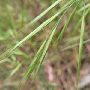 Bromus diandrus at Coree, ACT - 4 Nov 2023