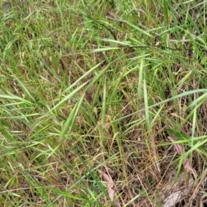 Bromus diandrus at Coree, ACT - 4 Nov 2023