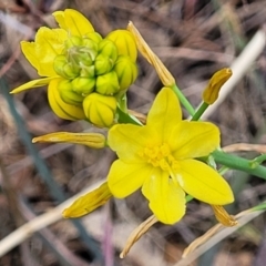 Bulbine glauca (Rock Lily) at Coree, ACT - 4 Nov 2023 by trevorpreston