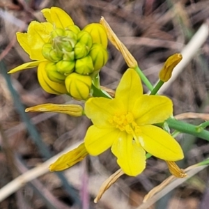 Bulbine glauca at Coree, ACT - 4 Nov 2023