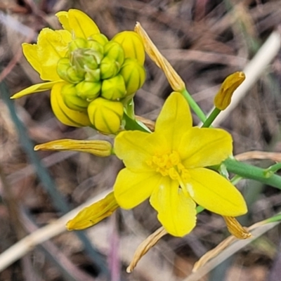 Bulbine glauca (Rock Lily) at Cotter Reserve - 4 Nov 2023 by trevorpreston