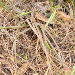 Bulbine glauca at Coree, ACT - 4 Nov 2023