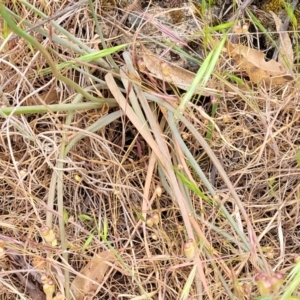 Bulbine glauca at Coree, ACT - 4 Nov 2023