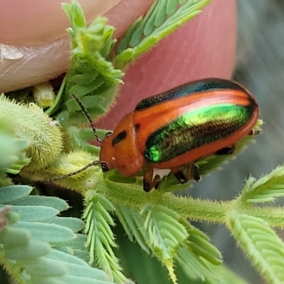 Calomela curtisi (Acacia leaf beetle) at Cotter Reserve - 4 Nov 2023 by trevorpreston