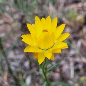 Xerochrysum viscosum at Coree, ACT - 4 Nov 2023 04:12 PM