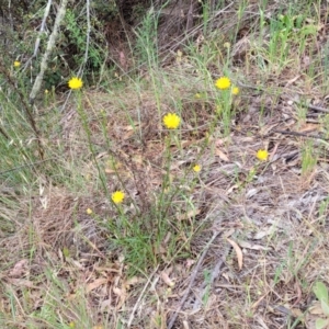 Xerochrysum viscosum at Coree, ACT - 4 Nov 2023 04:12 PM