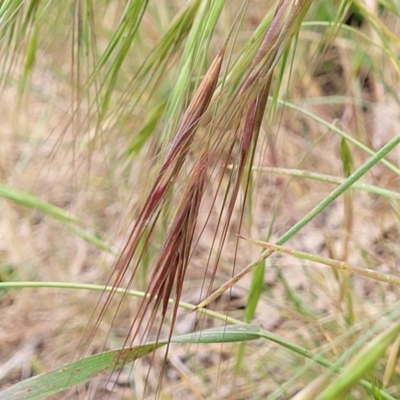 Bromus diandrus (Great Brome) at Coree, ACT - 4 Nov 2023 by trevorpreston