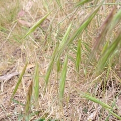 Bromus diandrus at Coree, ACT - 4 Nov 2023