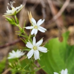 Stellaria pungens (Prickly Starwort) at Coree, ACT - 4 Nov 2023 by trevorpreston