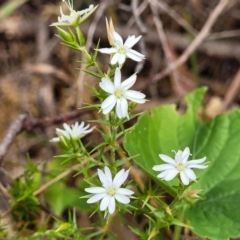 Stellaria pungens at Coree, ACT - 4 Nov 2023