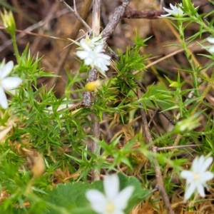 Stellaria pungens at Coree, ACT - 4 Nov 2023